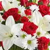 Rose Bright - @user572596384 - TikTok