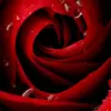 RosieBrown - @rosiebrown6889 - TikTok