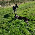 Rosie N Lupster Cain-Unwin - @rosienlupster - Instagram