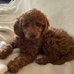 Rosie Cherry Mint - @rosiecherrymint - Instagram