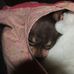 Rosie Fish - Facebook