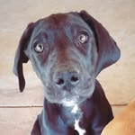 Rosie “Rosa Barks” Foreman - @rosabarksthedane - Instagram