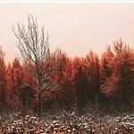 @_rosie_forrest_ - Instagram