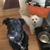 Rosie and Gary - @thehassletimestwo - TikTok