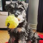 Rosie Hansen - @rosie.the.miniatureschnauzer - Instagram