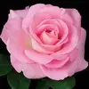 Rosa Harrison - @rosa.harrison3 - TikTok