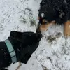 Henry & Rosie - @henry.rosie8 - TikTok