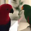 Henry and Rosie - @henry_rosie - TikTok