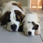 Rosie & Henry - @saintsrosieandhenry - Instagram