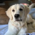 ROSIE & HENRY - @rosieandhenry20 - Instagram