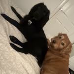 Rosie & Henry - @rosie_and_henrys_adventures - Instagram