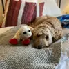Rosie and Henry - @rosie_henry1 - TikTok