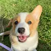 Rosie and Henry 💖 - @henrythecorgipotato - TikTok