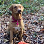 Rosie and Henry Labrador - @rosie_henry_redfoxlabs - Instagram