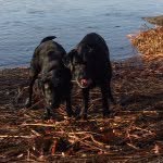 Rosie. Henry. - @rosie.henry.labs - Instagram