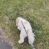 Rosie - @rosiehenry1 - TikTok