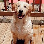 🐾Rosie Key🐾 - @rosie_key27 - Instagram