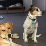 Larry & Rosie - @larry.rosie - Instagram