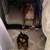 Larry & Rosie - @larryandrosie - TikTok