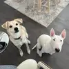 Larry-Rosie - @larry_rosie - TikTok