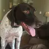 Rosie and Larry💕 - @gsp.pups - TikTok