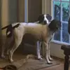 Rosie and Larry🐶❤️ - @k9.dûô - TikTok