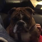 Rosie Ripple - @rosie_and_larry - Instagram