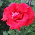 Rosie R. Maher - @rojomoto7 - Instagram