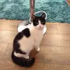 Rosie malone 🐱🐱 - @rosiethecat90 - TikTok