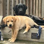 Rosie & Maxwell - @everythingiscomingup_rosalita - Instagram