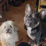 Rosie and Rocco Pickering - @rosie_rocco_and_snowball - Instagram