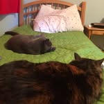 Rosie, Reeces, And Windy - @rosie_reeces_andwindy - Instagram