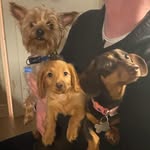 ThreeMuskateers - @rex_reece_rosie - Instagram