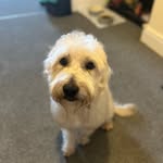 Rosie Smyth-Robb - @rosietherescuewirral - Instagram