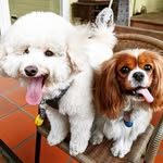 Rosie & Rubio in London 🐶🇬🇧🐩 - @rosie_rubio_in_london - Instagram
