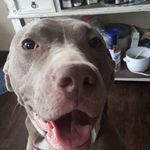 Rosie Singleton - @rosie_cutepuppy - Instagram