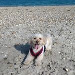 Rosie Stringer - @ivy_poochon - Instagram