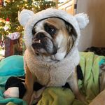 Rosie Stringer - @rosie_stringdog - Instagram