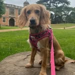 Rosie Terry 🌹 - @rosietheecockerspaniel - Instagram