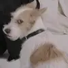 ghét ăn cà rốt - @tothichrosielam - TikTok