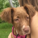 NoiseRoise to the rescue - @nosie_rosie_totherescue - Instagram