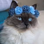 Rose toth - @rosetoth1 - Instagram