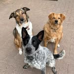 rosie + frankie - @rosietotherescue_ - Instagram