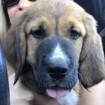 Rosie Bernard - @rosie_to_the_rescue - Instagram