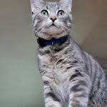 Rosie - @rosie_tothe_bow - Instagram