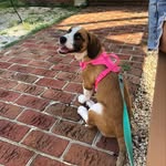 Rosie - @rosie_tothe_rescue - Instagram