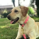 Rosie - @rosie_totherescue - Instagram