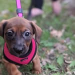Rosie the rescue pup - @rosie.to.the.rescue - Instagram