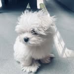 @rosie_totherescue21 - Instagram