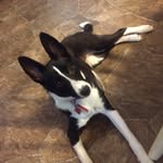 RosieToTheRescue - @rosietotherescue - Instagram